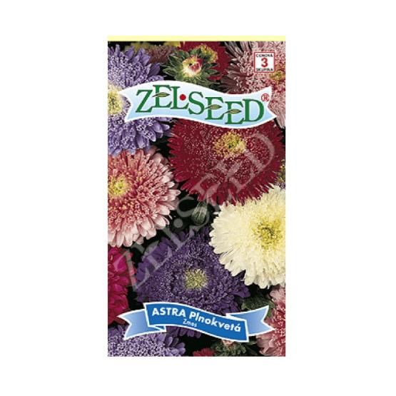 SEM.KVET ASTRA PLNOKVETA 10KS